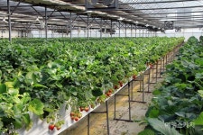 [체험여행] 경기 연천 모아베리 교육농장, 맛있는 제철 딸기 따보실래요?