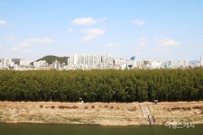 [봄여행주간] 울산의 특별한 보통날, 태화강 봄꽃이 되다…대나무숲과 공룡발자국공원까지 아이랑 울산 가족여행