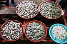 [전남에서 먼저 살아보기] 녹차 향기와 바다 풍경이 어우러진 곳, 보성 다향울림촌(종합)