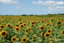 [여름꽃 나들이②] 여름 한복판을 노랗게 물들인, 해남 해바라기농장