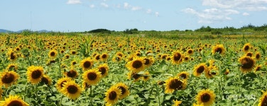 [여름꽃 나들이②] 여름 한복판을 노랗게 물들인, 해남 해바라기농장