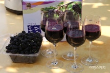 애플망고, 오디가 맛있지? 통영으로 떠나는 새콤달콤한 여행! 