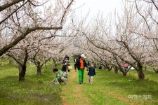 [이달의 테마여행 ②] 보해매실농원에 매화꽃 구경 오세요, 땅끝매화축제