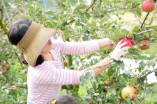 [청정지역 시골 여행 ②] 상쾌한 공기와 햇살 아래 마음이 편해지는 곳, 예산 알토란사과마을