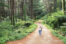 [트레킹 여행] 국내 최대 잣나무림을 누비다, 경기도 잣향기푸른숲