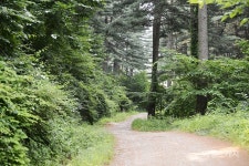 [트레킹 여행] 국내 최대 잣나무림을 누비다, 경기도 잣향기푸른숲