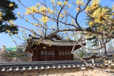 [독자여행기 ⑭] 언제나 봄과 같은 곳, 대전 동춘당 공원에 다녀왔어요