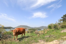 [여행 레시피] 여수~고흥, 섬과 섬을 잇다…사랑과 추억과 낭만을 잇는 브릿지투어