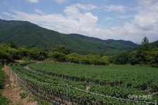 [청정지역 강원 트레킹 ①] 치악산둘레길 3코스 수레너미길 왕이 스승을 찾아갔던 역사 따라 자연 속을 걷다