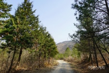 한적한 시골마을 풍경과 편백나무숲 산책로가 있는 김제 금구 명품길 1코스