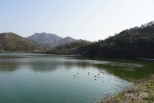 한적한 시골마을 풍경과 편백나무숲 산책로가 있는 김제 금구 명품길 1코스