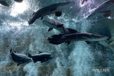 젊은 감성 뿜뿜 석촌 호수와 송리단길 그리고 호캉스