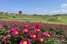 [비대면 안전 여행지] 붉은 작약꽃이 활짝 피었습니다. 경북 의성조문국박물관