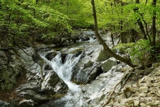해발 1,164미터 고지에 펼쳐진 야생화 꽃밭