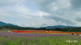다시 활짝 핀 철원 고석정 꽃밭