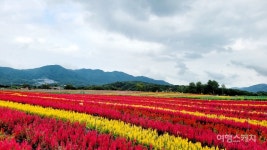 다시 활짝 핀 철원 고석정 꽃밭