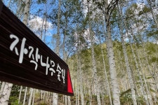 [오지 여행] 겨울이 기대되는 영양 자작나무, 숲 쏟아지는 밤하늘의 별빛 야행... 경북 영양