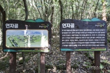 [제주 오름과 숲] 반짝이는 옛 시절을 추억하며 걷는 길, 추억의 숲길