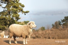 [남해바래길 걷기여행⑭] 산너머 양떼목장, 제15코스 구두산목장길