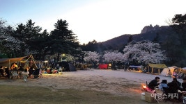 [봄꽃 로드]봄, 사랑, 봄꽃 엔딩 로드 트립 봄꽃 터널로 떠나는 가족여행