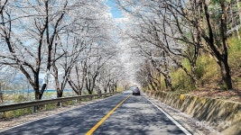 [봄꽃 로드]봄, 사랑, 봄꽃 엔딩 로드 트립 봄꽃 터널로 떠나는 가족여행