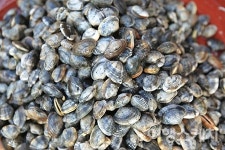 [마을따라 마음따라] 겨울 별미가 기다리고 있는 보물 마을, 고창 심원