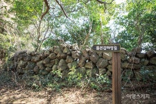 [특집 ①] 유채꽃이 흐드러지게 핀 제주의 봄, 가시리 마을을 가다