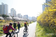 [특집 ③] 안양 그 따뜻한 봄날, 안양 충훈벚꽃길