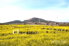 올봄, 제주 여행에서 놓쳐서는 안될 서귀포 유채꽃축제