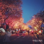 낙동강과 함께 느끼는 봄의 기운, 안동 벚꽃축제