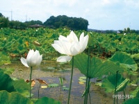 [근교 여행] 염화미소가 범람하는 560년 된 연꽃저수지 시흥 관곡지, 연꽃테마파크