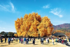 노란 단풍 물결에 폭 빠져드는 원주 은행나무축제