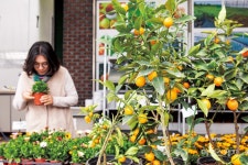 [특집 ①] 국내 최대의 묘목 시장으로 떠나는 옥천 봄 여행