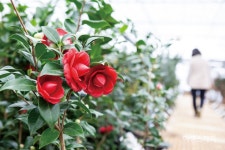 [특집 ①] 국내 최대의 묘목 시장으로 떠나는 옥천 봄 여행