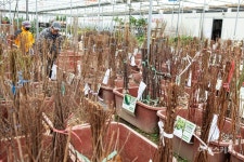 [특집 ①] 국내 최대의 묘목 시장으로 떠나는 옥천 봄 여행