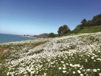 [가족 여행지 추천] 봄 따라 바람 따라, 설레는 나들이, 전북 부안 변산마실길 1~2코스