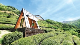 [특집 ①] 싱그러움이 무엇이냐고 물으신다면, 경남 하동 천년다향길