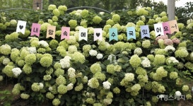 [이달의 축제] 한반도 중부권 최대 수국정원에서 피어나다! 공주 유구색동수국정원 꽃 축제