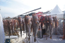 신선함을 맛보고 즐긴다! 거제 대구수산물축제