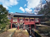 [특집 ②] 봄소식 알리는 샛노란 풍경, 의성 사곡 산수유 꽃 피는 마을