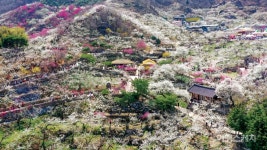 [이달의 축제] 하얀 꽃비가 내리는 섬진강변의 봄날, 광양매화축제