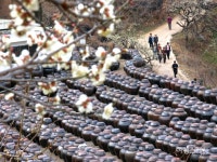 [이달의 축제] 하얀 꽃비가 내리는 섬진강변의 봄날, 광양매화축제