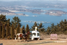 [마을따라 마음따라] 바다, 꽃 그리고 양떼목장이 있는 봄  남해 설천