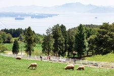 [마을따라 마음따라] 바다, 꽃 그리고 양떼목장이 있는 봄  남해 설천