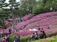철쭉 100만 그루의 향연! 제11회 군포 철쭉축제