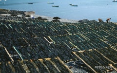 [청년어업인] 전복양식과 수산물 유통에 청춘을 걸다!  진도 청진수산 송원정