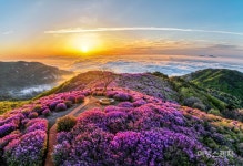 진분홍빛 황홀경에 빠지다, 합천 황매산 철쭉제