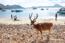 [월드 트래블] 인도네시아 코모도섬 기착지, 순박한 섬마을 라부안바조