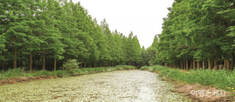 [특집] 어서 오세요, 초록이 일렁이는 경주의 숲속으로