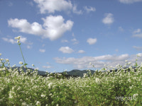 [축제로 떠나는 여행] 하얀 꽃길따라 걷는 평창효석문화제 메밀꽃 필 무렵의 풍경 속으로